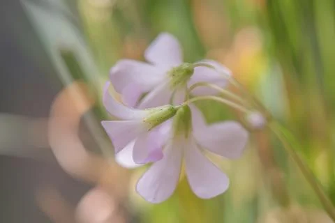 Blooming flower of purple triangular acidic close up in pastel colors Stock Photos