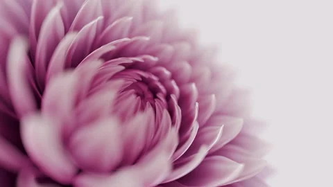 Blooming flower seamless loop Stock Footage