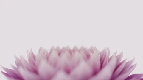 Blooming flower seamless loop Stock Footage 138837479