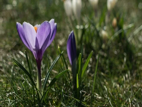 Blooming flower time lapse Stock Footage 76508078