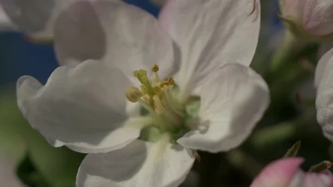 Blooming flower on the tree Stock Footage 129957180