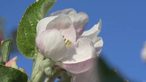 Blooming flower on the tree Stock Footage 129957199