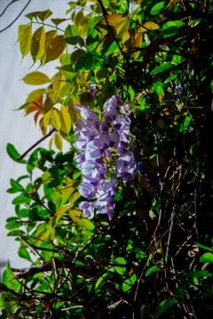 Blooming flower on the tree Stock Photos