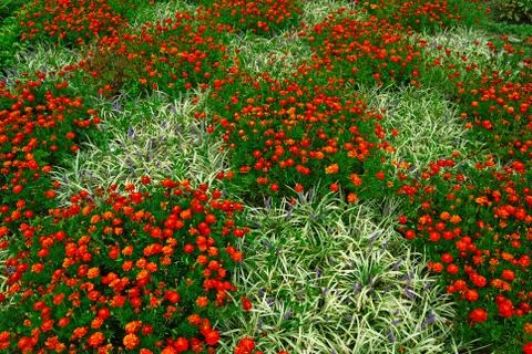 Blooming flowerbed in a checkerboard pattern Stock Photos