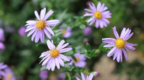Blooming flowers after rain Stock Footage 55643679