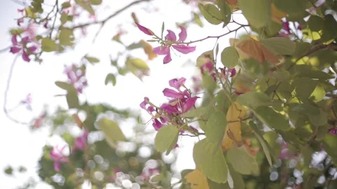 Blooming Flowers and Sun flares with a shallow depth of field. Stock Footage 153196829