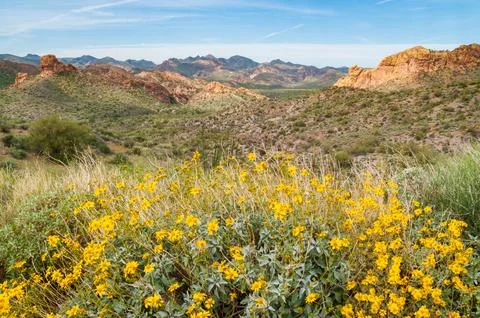 Blooming Flowers at the Apache Trail Stock Photos
