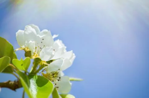 A blooming flowers of apple tree in spring Stock Photos