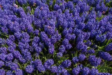 Blooming flowers as  a background 库存照片