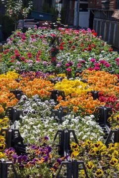 Blooming flowers as  a background 库存照片