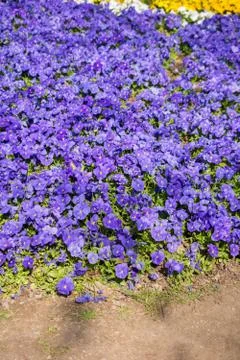 Blooming flowers as  a background Stock Photos