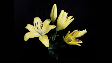 Blooming flowers on a black background. Video stock 64917558