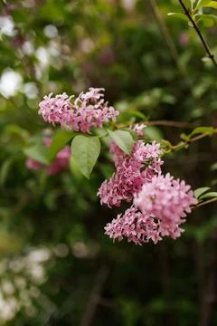 Blooming flowers on a branch during springtime near a garden in the afterno.. Stock Photos