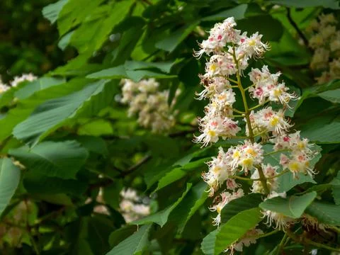Blooming flowers of a chestnut tree. Stock Photos