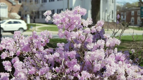 Blooming flowers with clocktower in distance Stock-Footage 49937294