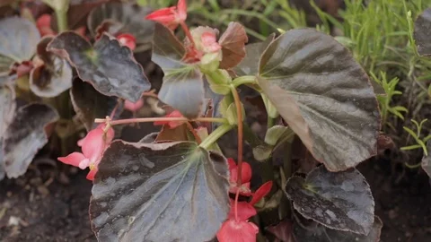 Blooming flowers at day time Stock Footage 87162385