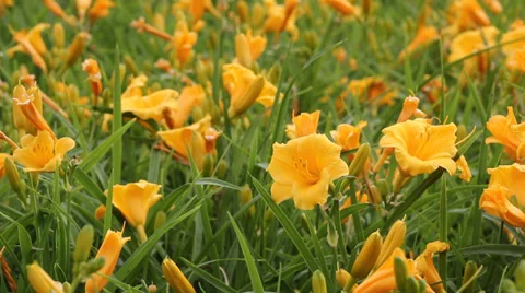 Blooming flowers Video stock 39420885