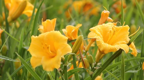 Blooming flowers Stock Footage 39421001