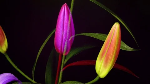 Blooming flowers Video stock 74062446