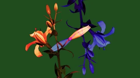 Blooming flowers Stock Footage 74062447