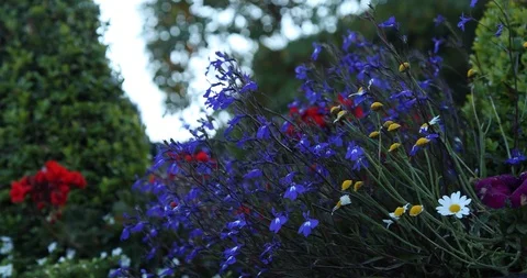 Blooming flowers Stock-Footage 101353498