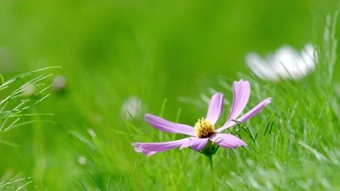 Blooming flowers Stock Footage 258107612