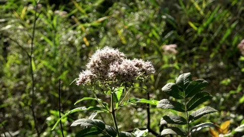 Blooming flowers in the forest Vídeos de archivo 254146398