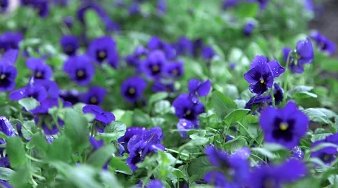 Blooming Flowers (HD) Stock Footage 46055704