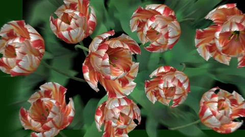 Blooming flowers - HD Stock Footage 53567128