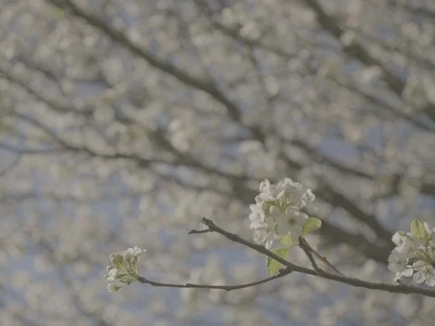 Blooming Flowers (LOG) Stock Footage