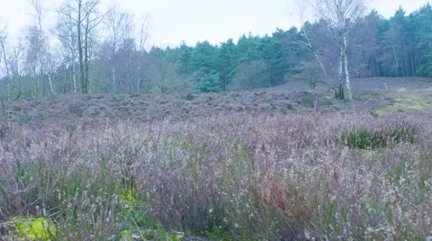 Blooming Flowers On A Meadow 動画素材 63223485