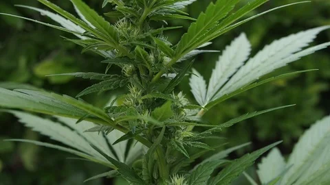 Blooming flowers of medicinal marijuana in HD - Hemp (cannabis) bud Stock Footage