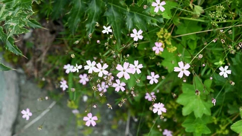 Blooming flowers on mountain. Small mountain flowers Stock Footage 313928080