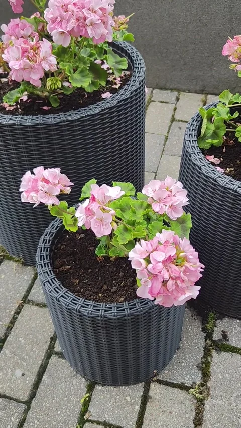 Blooming flowers moving with the wind in concrete flowerpots. Geranium Stock Footage 316247046