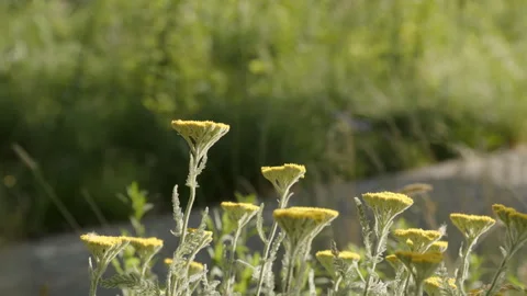 Blooming flowers in a park, rack focus Stock Footage 258413617