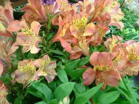 Blooming flowers Stock Photos