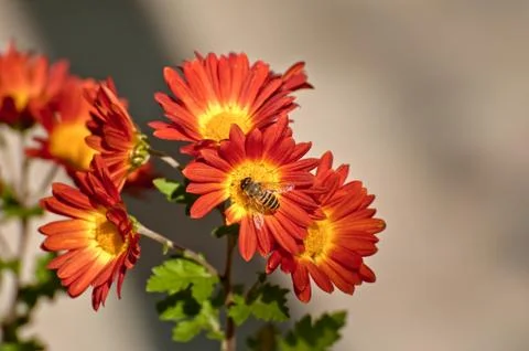 Blooming flowers Stock Photos