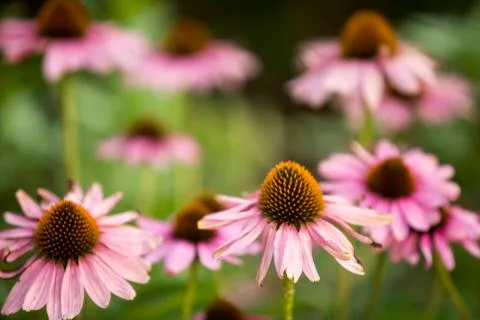 Blooming flowers. Stock Photos