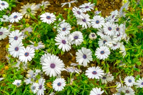 Blooming flowers Stock Photos