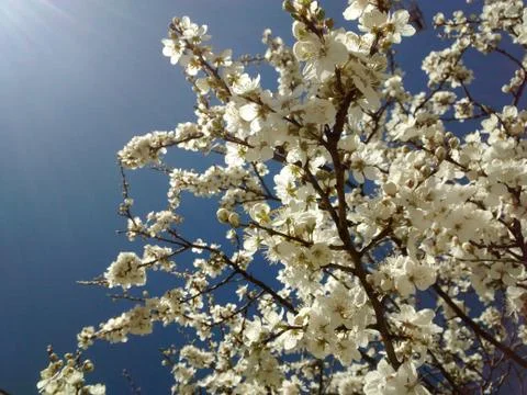 Blooming flowers. Stock Photos