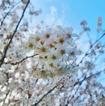 Blooming Flowers Stock Photos