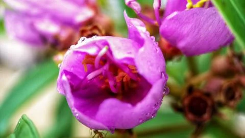 Blooming flowers Foto stock