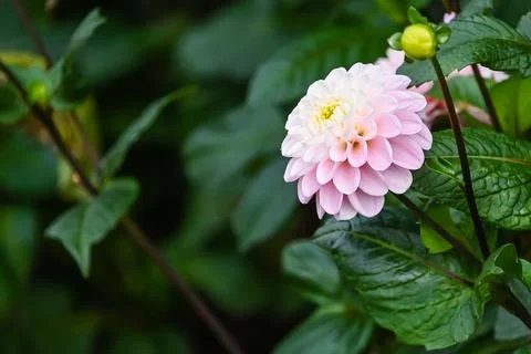 Blooming Flowers Stock Photos