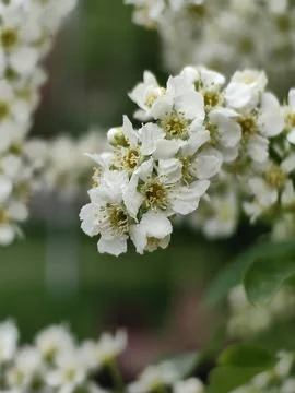 Blooming flowers Stock Photos
