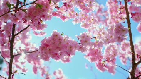 Blooming flowers sakura tree in spring video 4k. Stock Footage 181844066