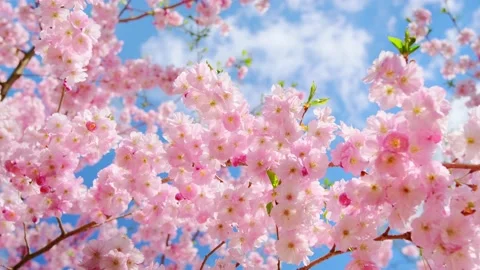Blooming flowers sakura tree in spring video 4k Stock Footage 183956797