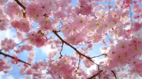 Blooming flowers sakura tree in spring video 4k. Stock Footage 185437330
