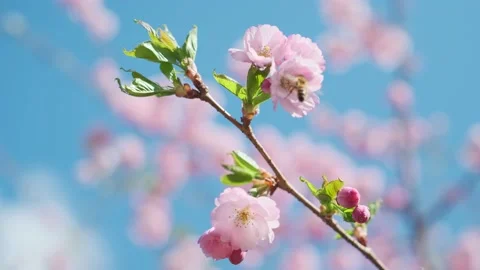 Blooming flowers sakura tree in spring video 4K Stock Footage 238471548
