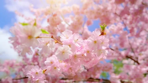Blooming flowers sakura tree in spring video 4k Stock Footage 266675219