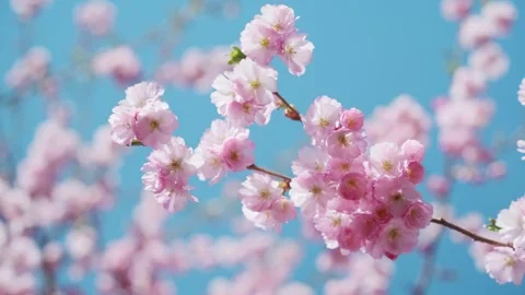 Blooming flowers sakura tree in spring video 4k Stock Footage 266682413